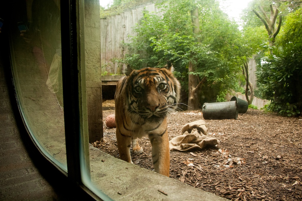 Tigre a una gàbia al zoo de Londres