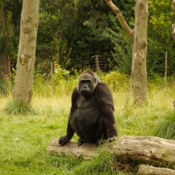 Goril·les al zoo de Londres