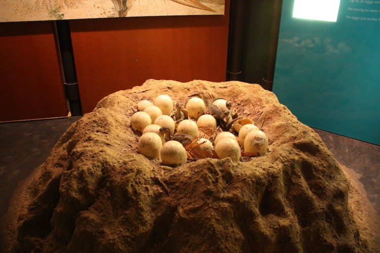 Huevos de dinosaurios en el Museo de Historia Natural de Londres