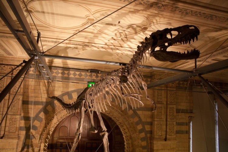 Dinosaurio en el Museo de Historia Natural