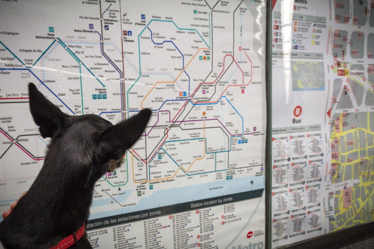 Perros en el metro de Barcelona: Kira mirando como ir en metro