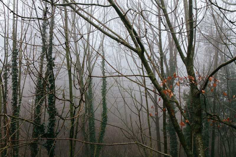 Excursión a Osona: Árboles con niebla en Cantonigròs