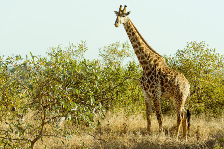 Safari al Parc Nacional de Kruger a Sud-àfrica - Girafes a pocs metres de nosaltres
