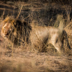 Un día en el Parque Nacional de Kruger en Sudáfrica - León