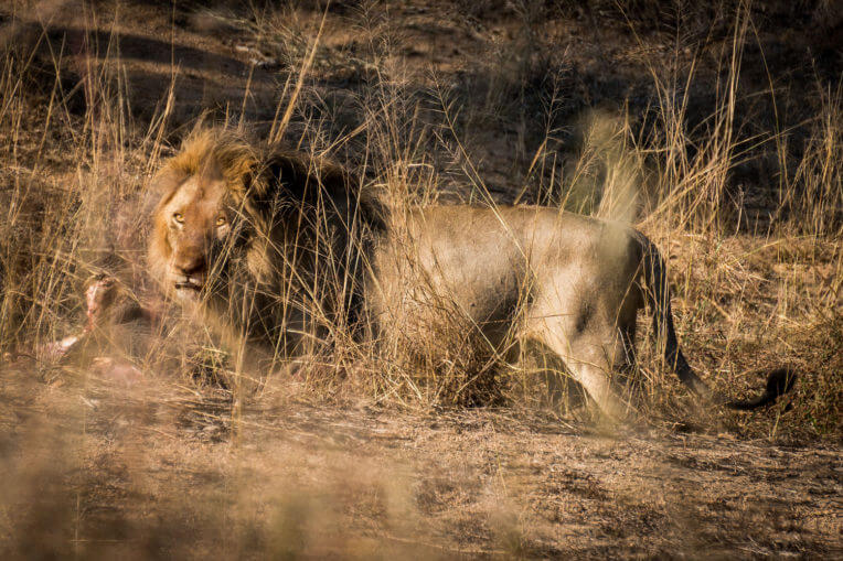 Safari al Parc Nacional de Kruger a Sud-àfrica - Lleó