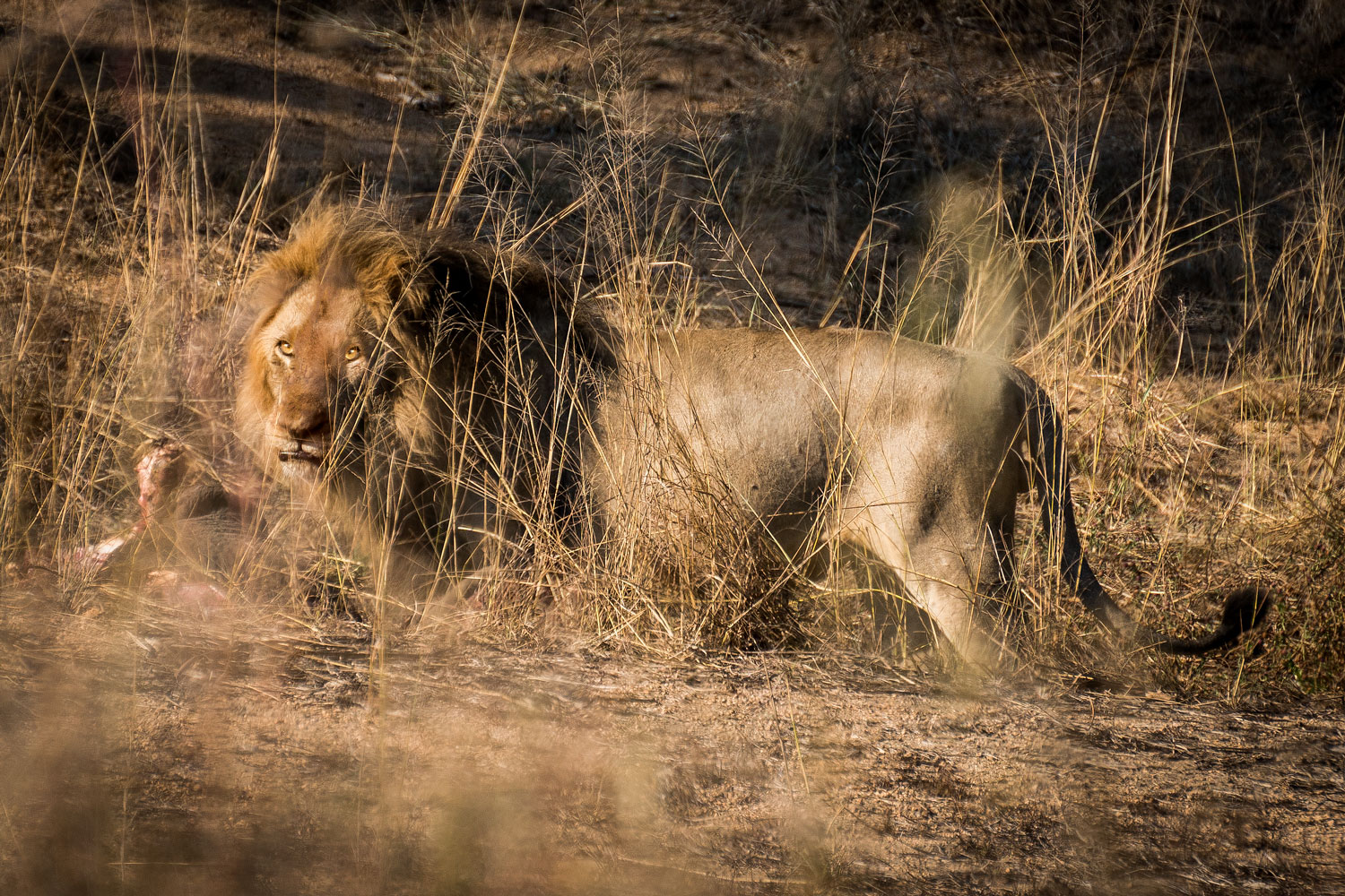 Safari al Parc Nacional de Kruger – Viatge a Sud-àfrica dia 2