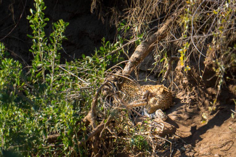 Safari al Parc Nacional de Kruger: Lleopard dormint