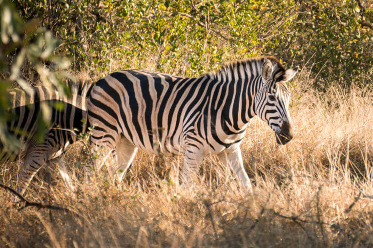 Safari al Parc Nacional de Kruger a Sud-àfrica - Zebras