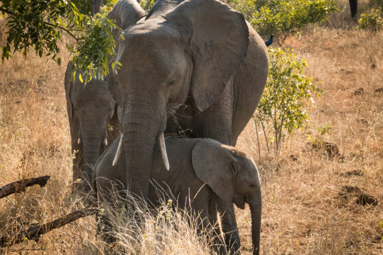 Safari al Parc Nacional de Kruger - Elefant protegint a la cria