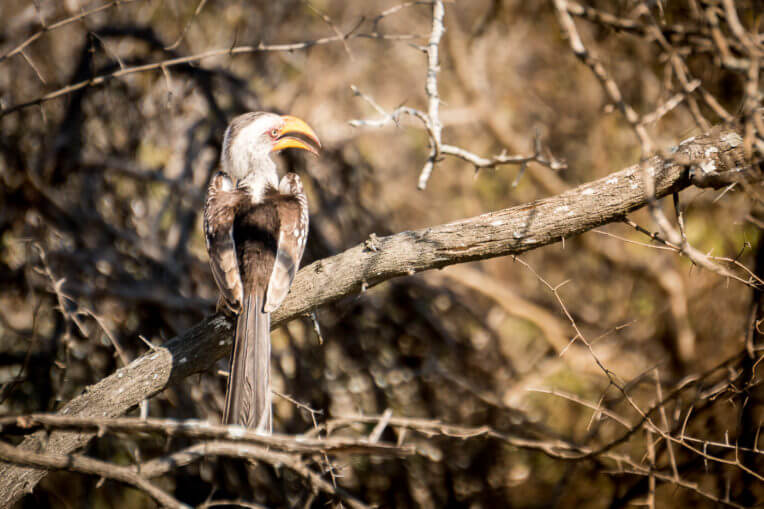 Safari al Parc Nacional de Kruger - Ocell en el que es van inspirar pel Zazú