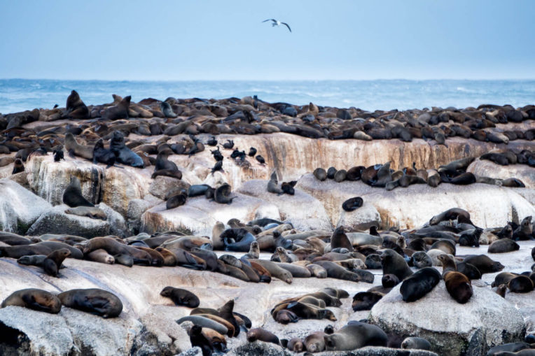 Excursions a Ciutat del Cap - Illa de les Foques