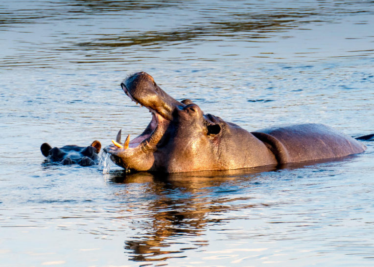 Hipopótamos en el río Zambezi, Zimbabue