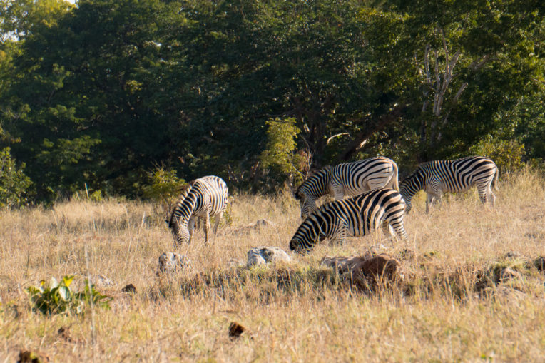 Zebres al Parc Nacional de Chobe