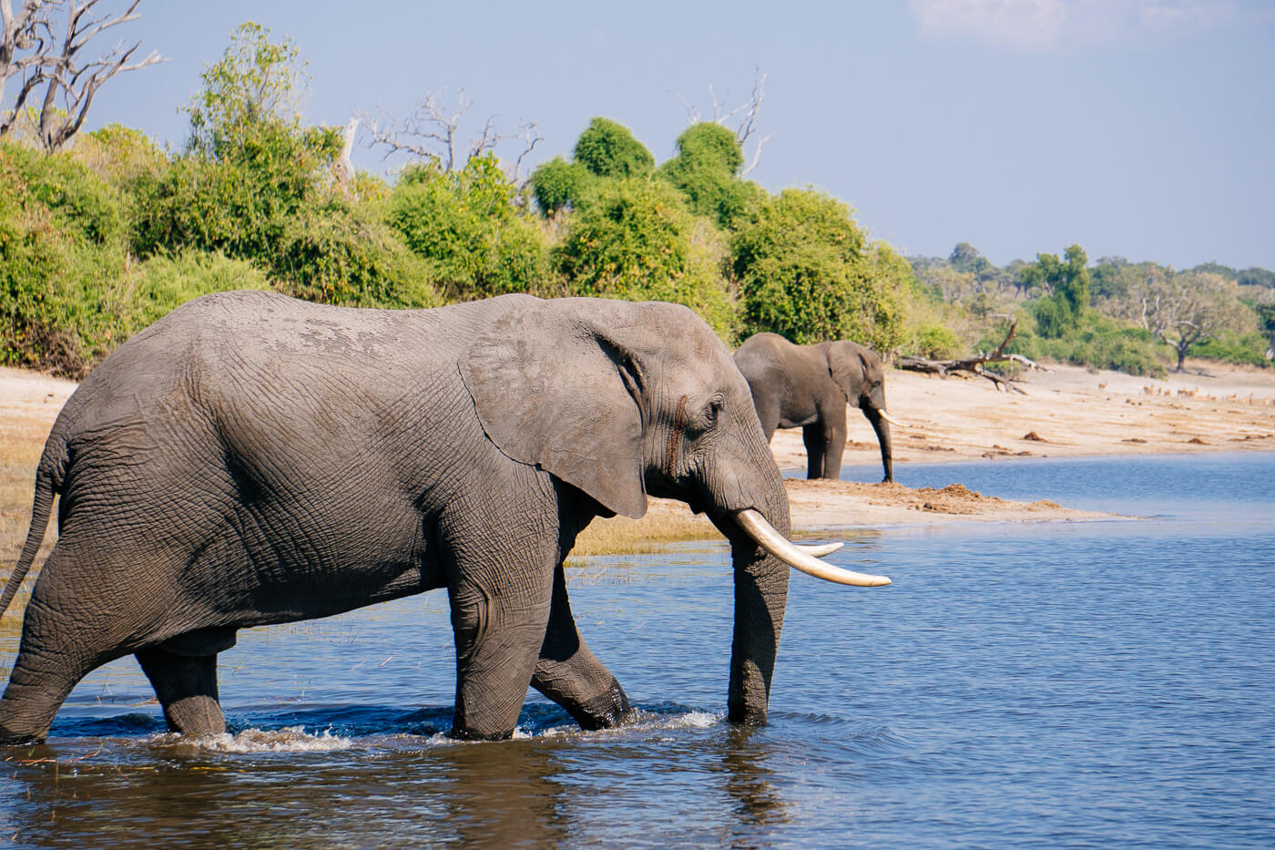Elefantes cruzando el río Chobe