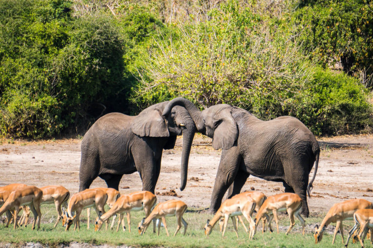 Safari al Parc Nacional de Chobe: Elefants i impales al Parc Nacional de Chobe