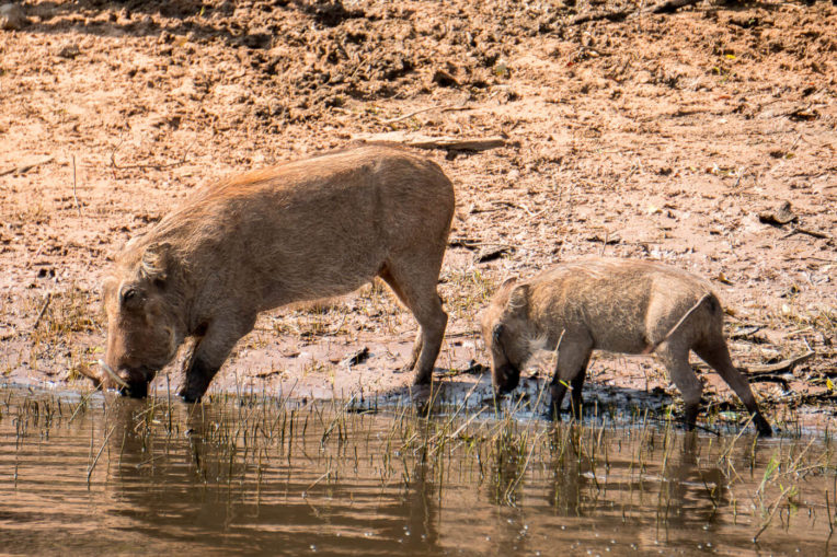 Senglars bevent aigua al riu Chobe