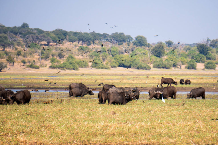 Safari al Parc Nacional de Chobe: Ramat de búfals al Parc Nacional de Chobe