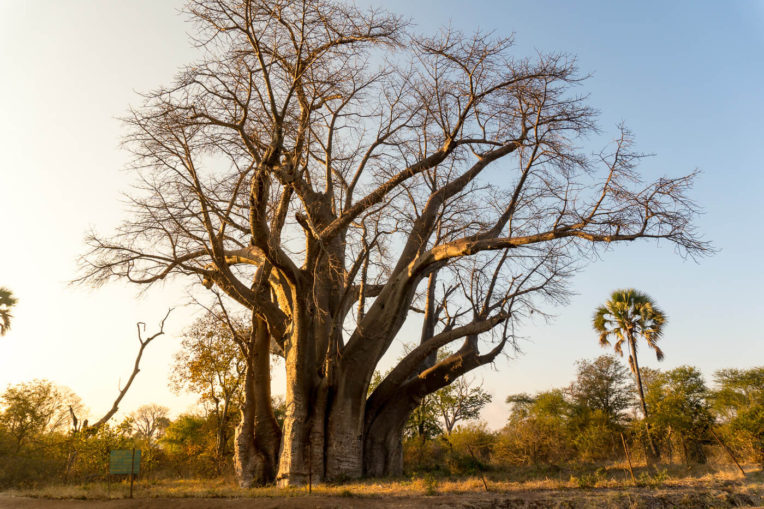 Big Tree a les Cascades Victòria