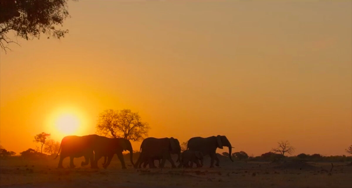 Documental Disney Nature sobre el Delta del Okavango